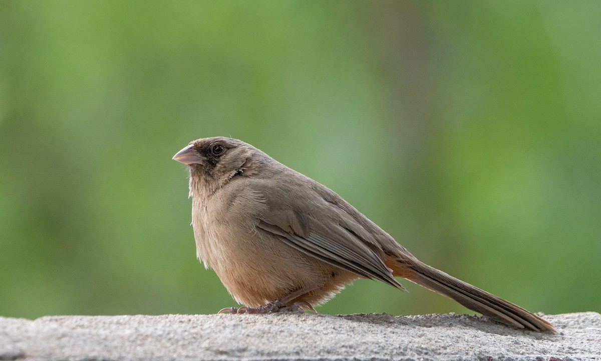 Abert's Towhee - ML549088561