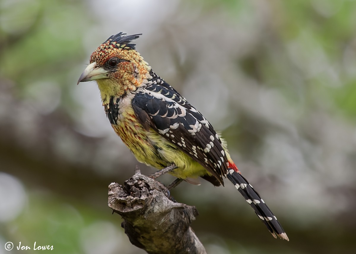 Crested Barbet - ML549088791