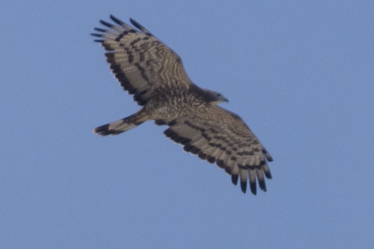 Oriental Honey-buzzard - ML549091811
