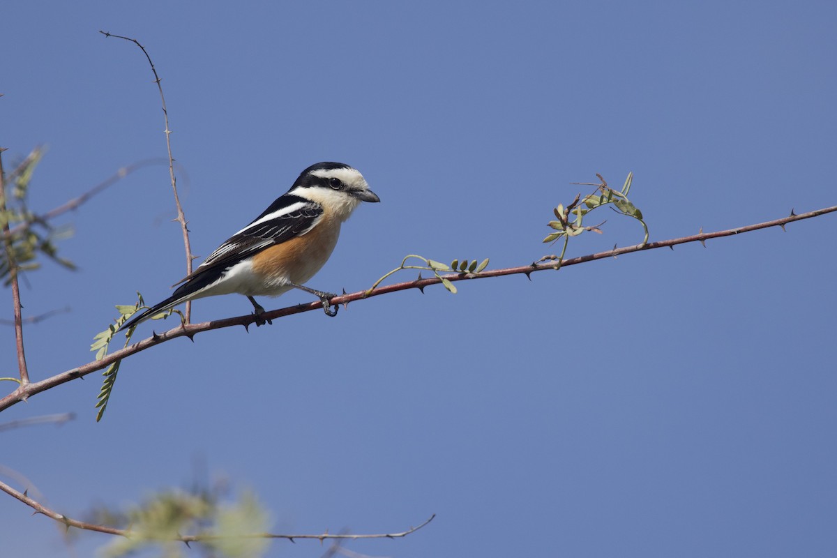 Masked Shrike - ML549092101