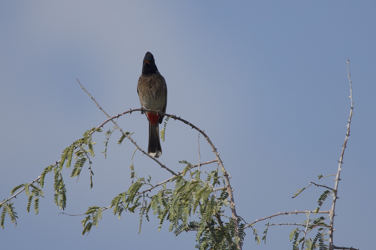 Red-vented Bulbul - Gary Burns