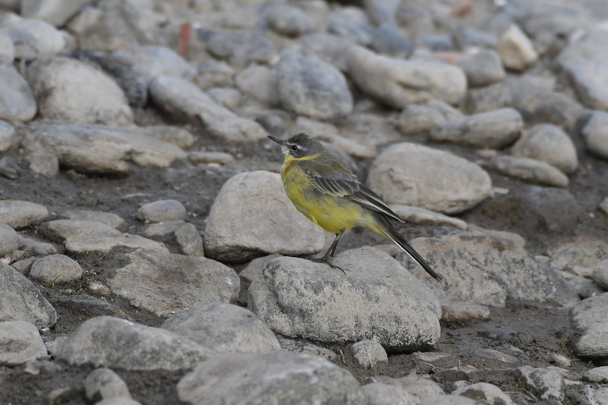 Eastern Yellow Wagtail - Santiago Caballero Carrera