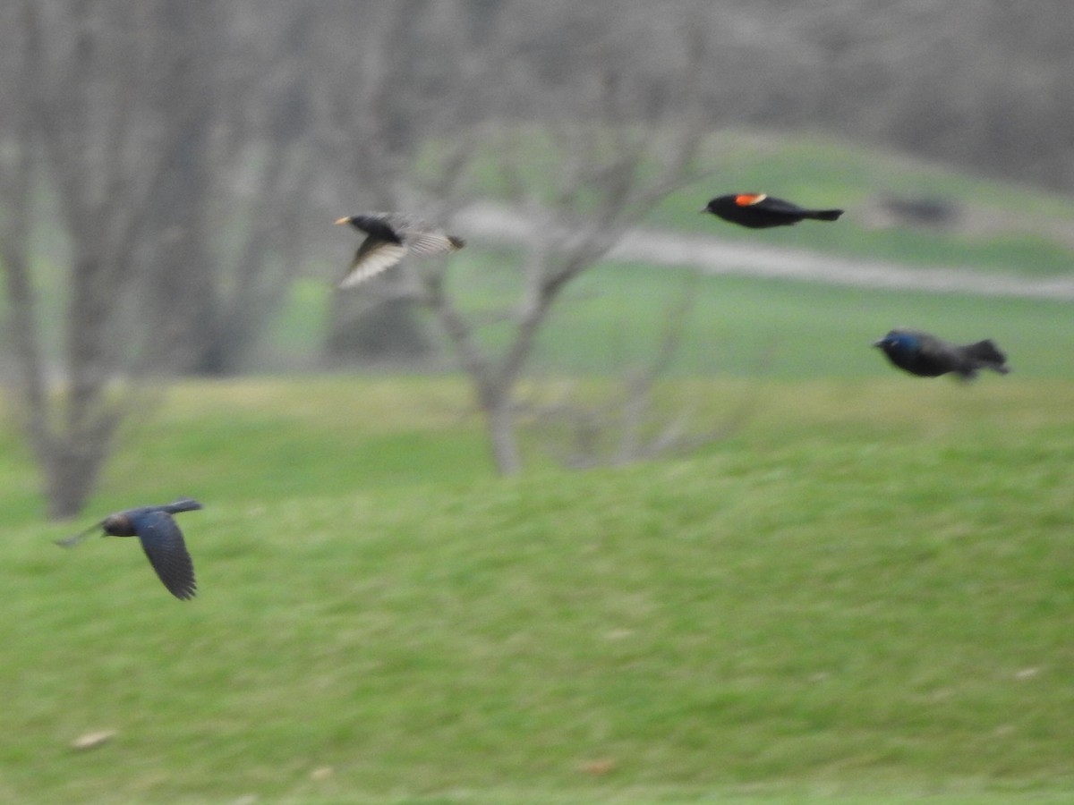 Common Grackle - Isaiah Craft