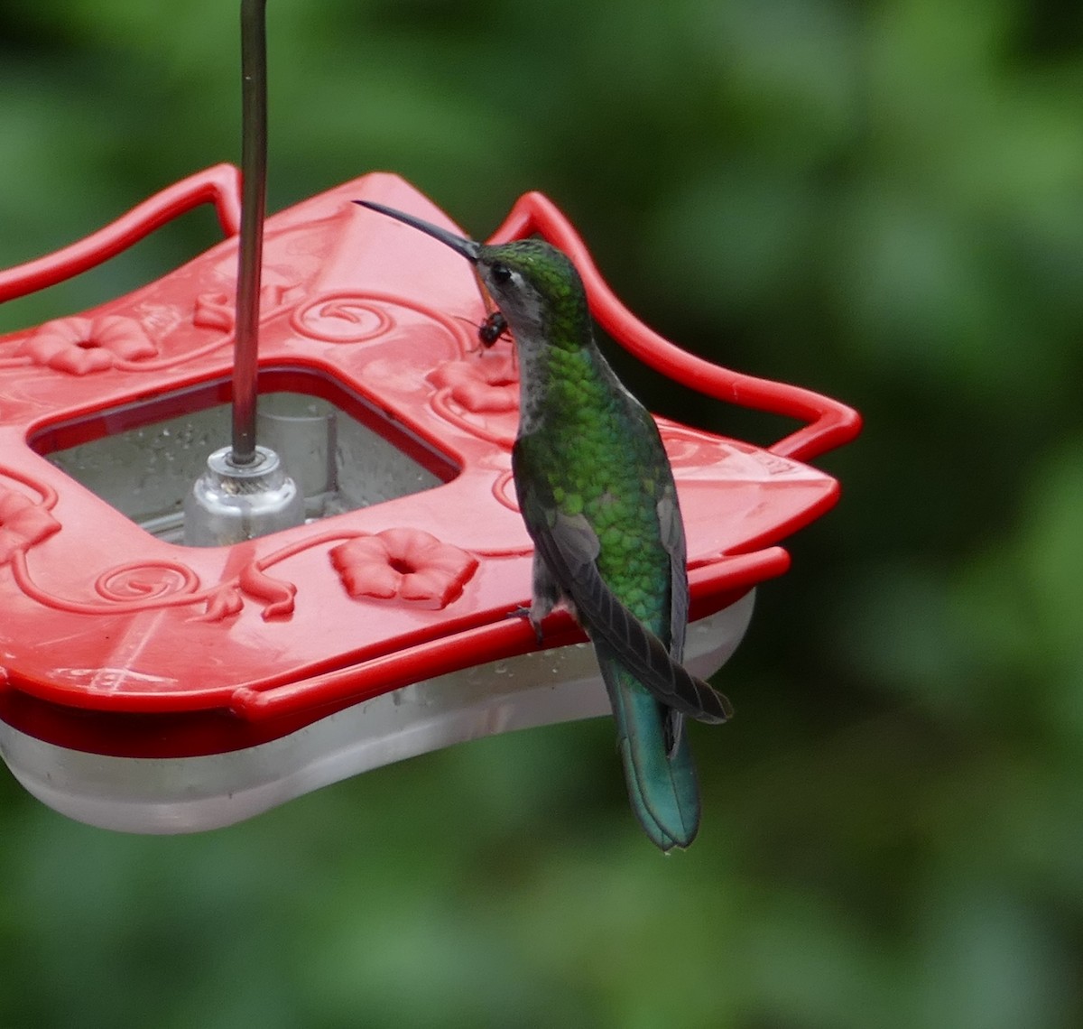 Gray-breasted Sabrewing - Kevin Murphy