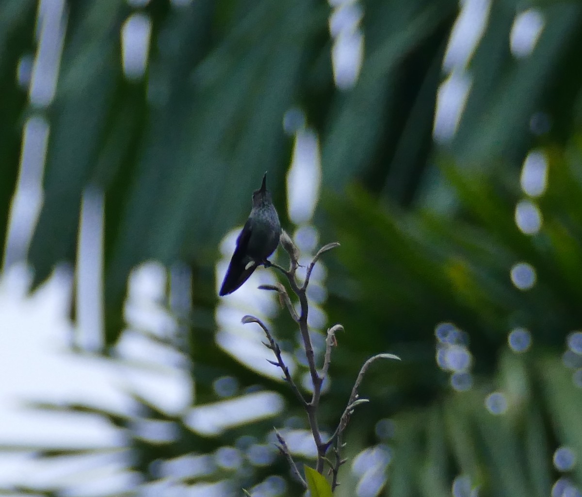 Many-spotted Hummingbird - Kevin Murphy