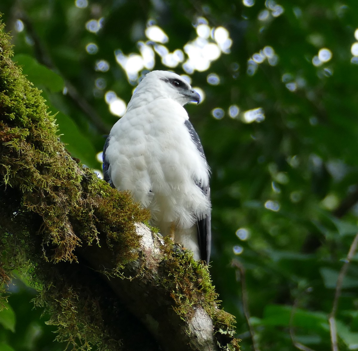 White Hawk - ML549094001