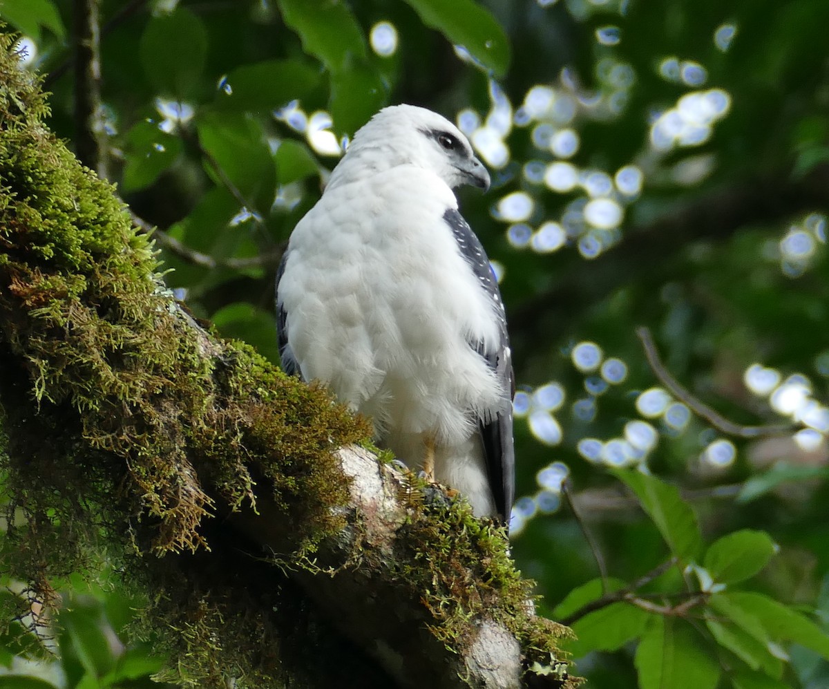 White Hawk - ML549094011