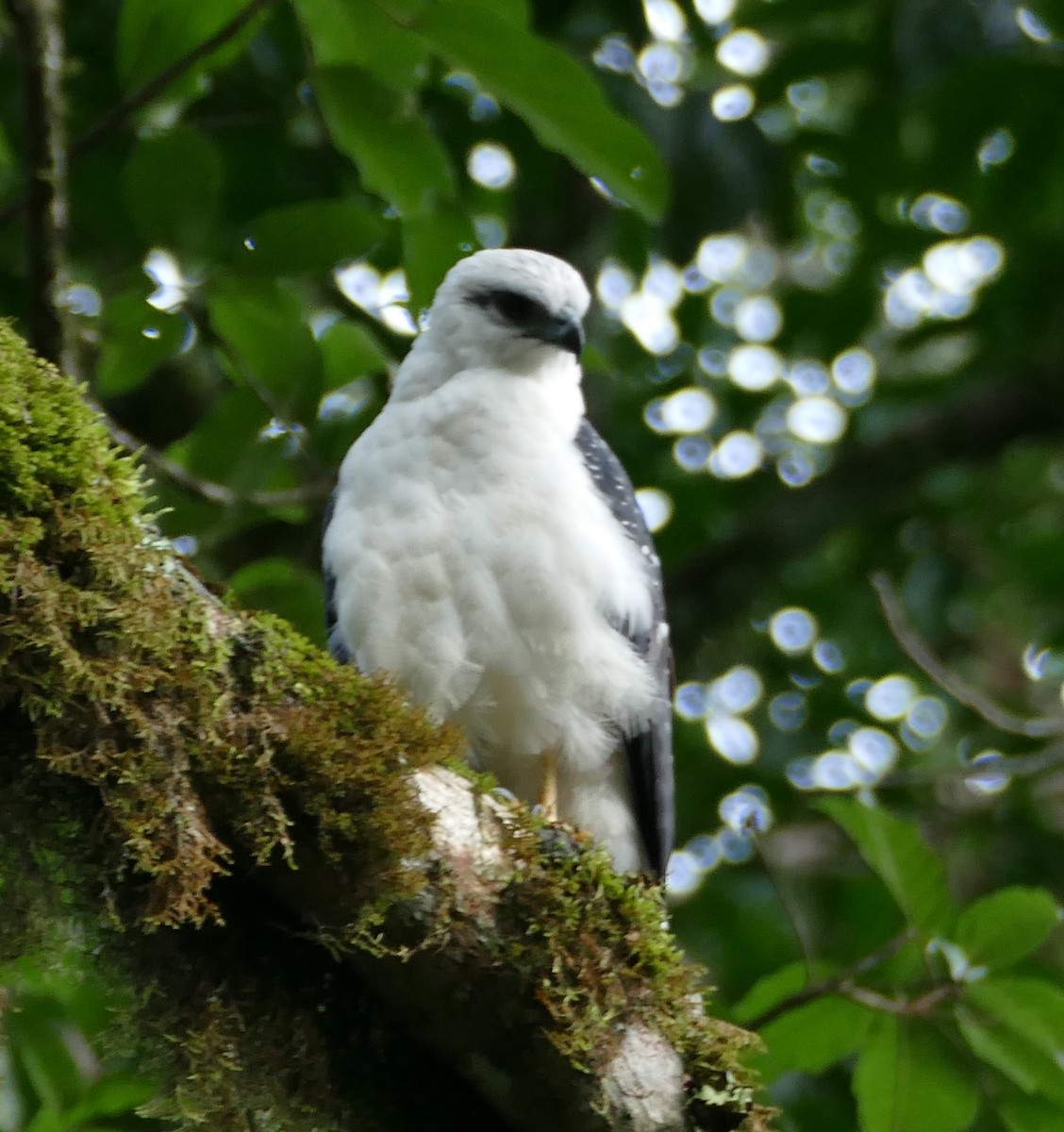 White Hawk - ML549094021