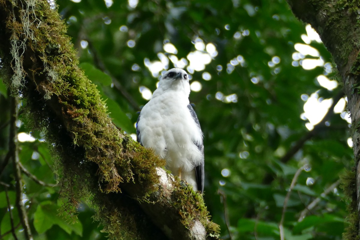 White Hawk - ML549094041