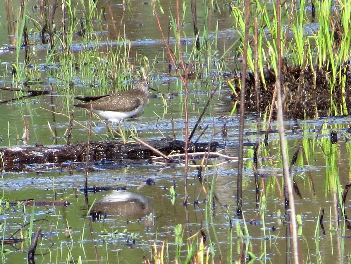 Solitary Sandpiper - ML54909431