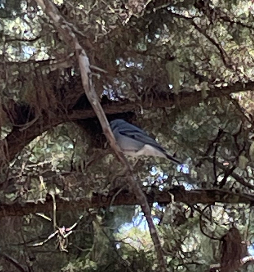 Tenerife Blue Chaffinch - ML549095181