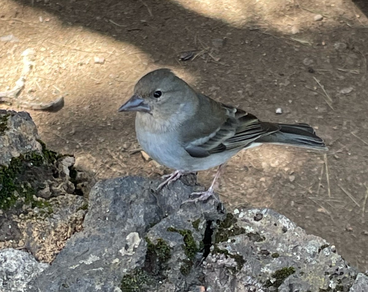 Tenerife Blue Chaffinch - Simon Bernard