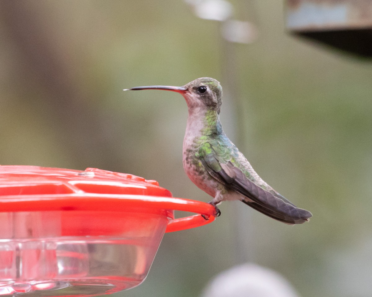 Broad-billed Hummingbird - ML549095461