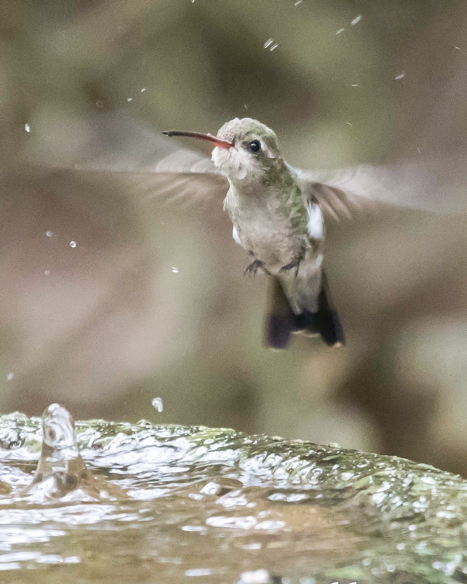 Broad-billed Hummingbird - ML549095481