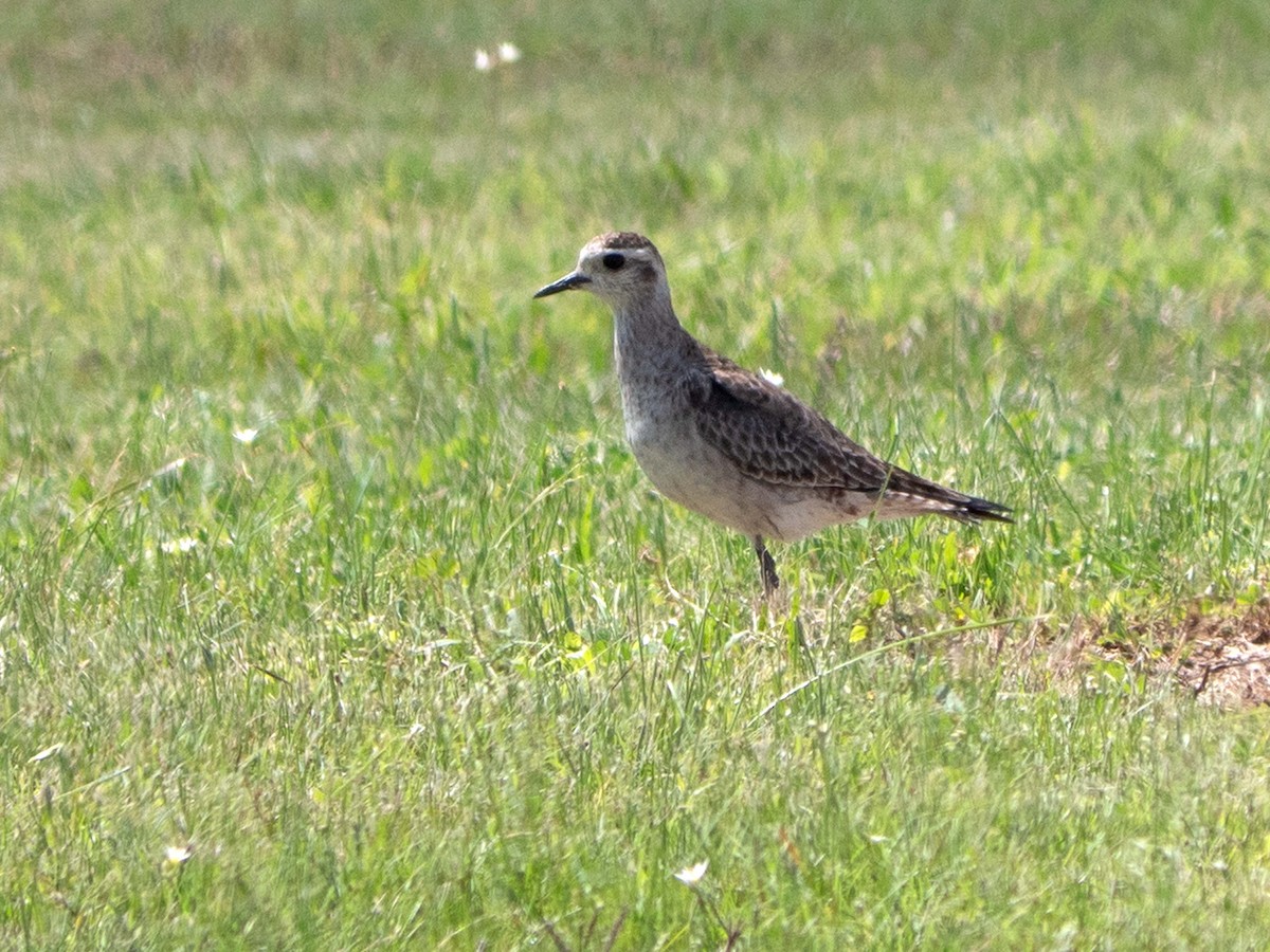 American Golden-Plover - ML549095551