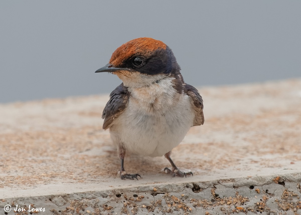 Wire-tailed Swallow - Jon Lowes