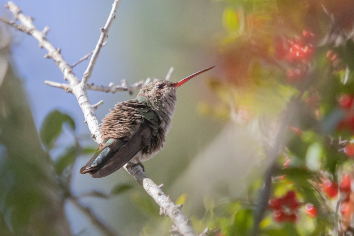 Colibrí Piquiancho Común - ML549096211