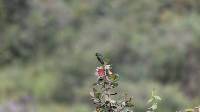 kolibřík tikavý - ML549096271