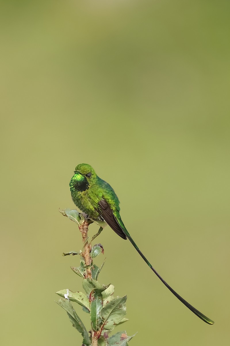 Green-tailed Trainbearer - Manuel Roncal