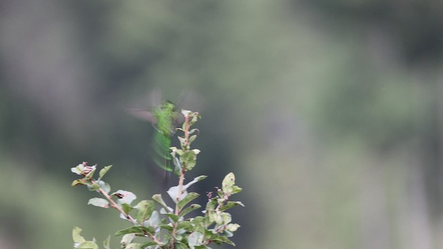 Yeşil Kuyruklu Kolibri - ML549096641