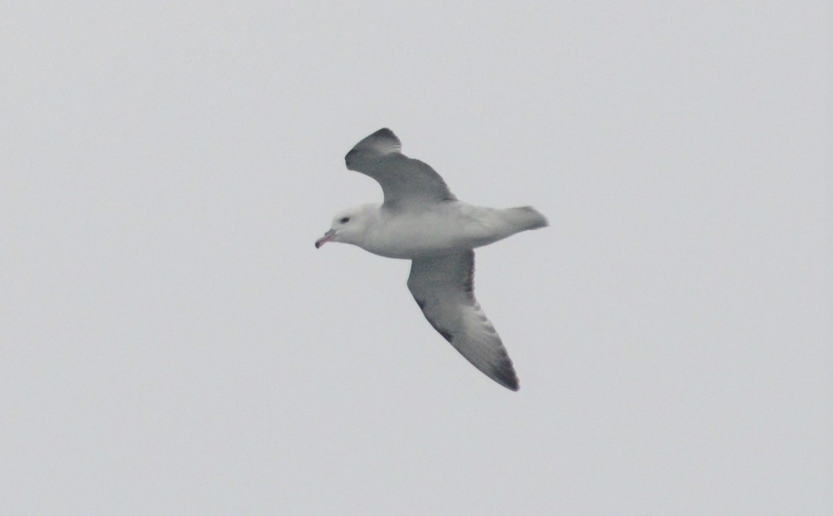 Southern Fulmar - ML549097241