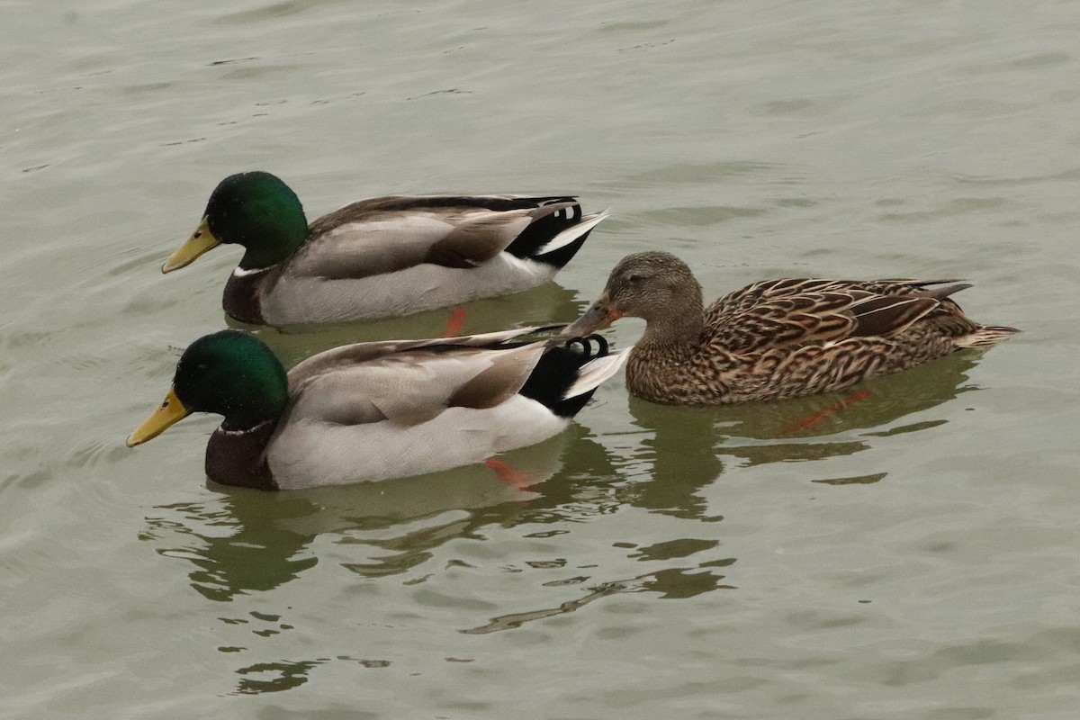 Mallard - Kathy Isaacs