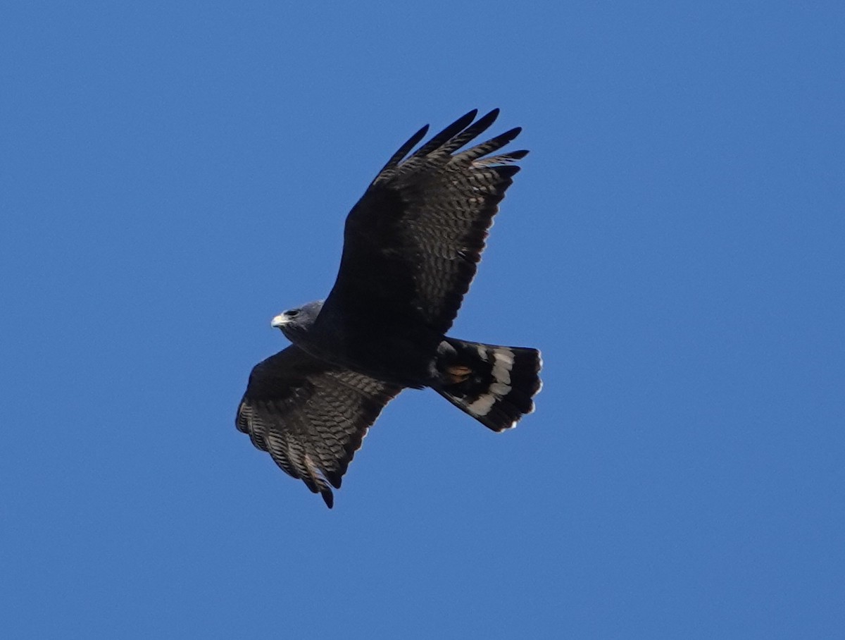 Zone-tailed Hawk - ML549102981