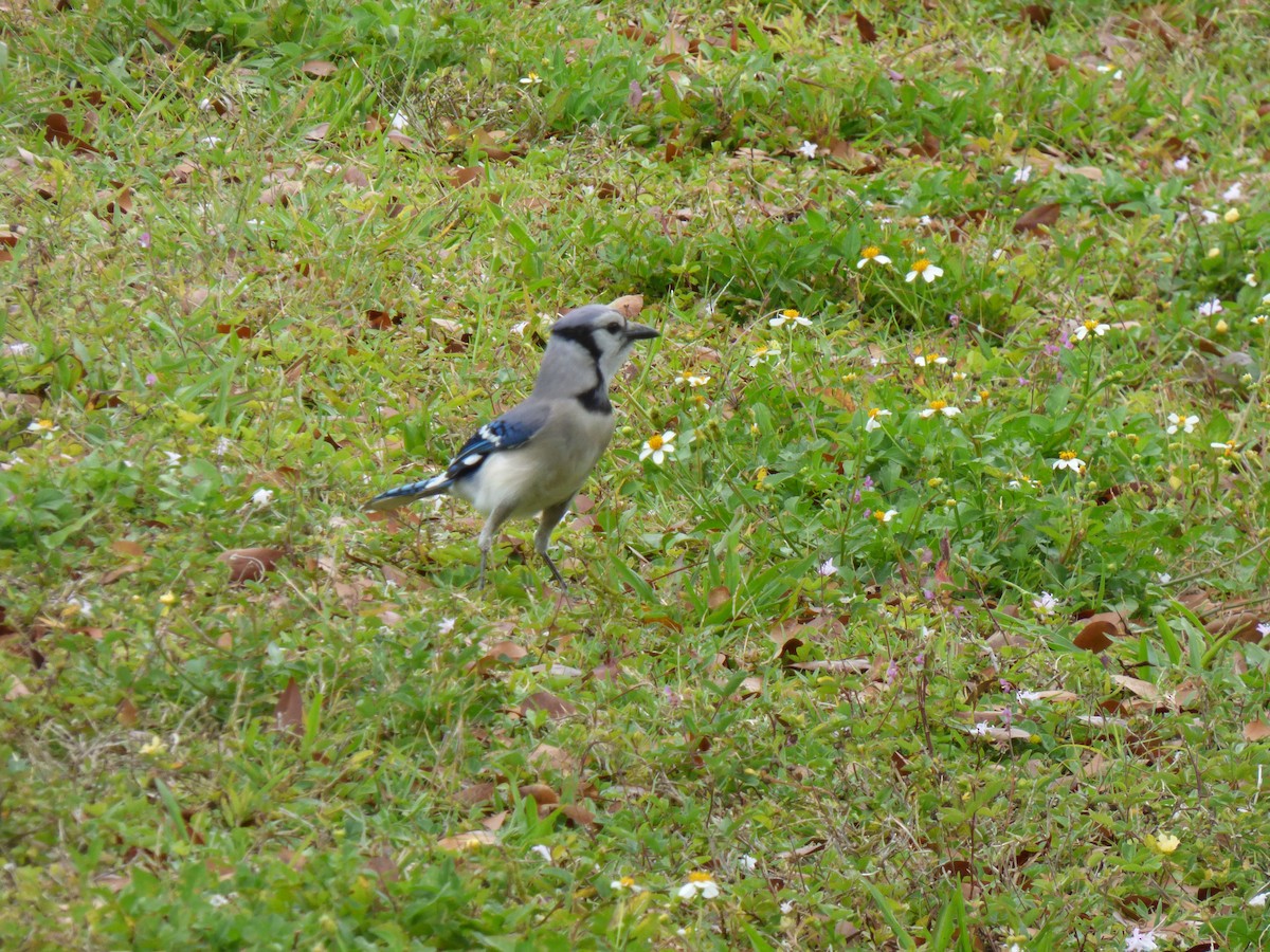 Blue Jay - ML54910381