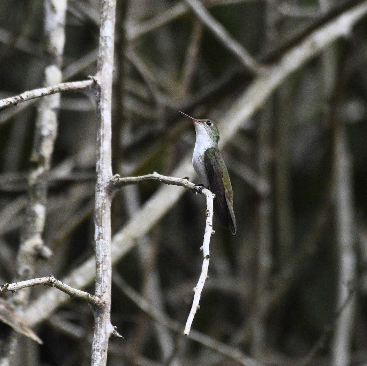 White-bellied Emerald - ML549104941