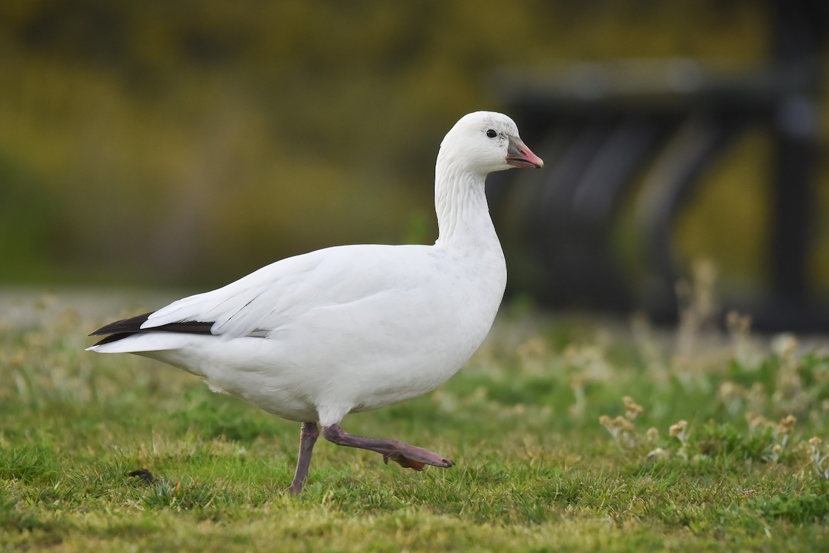 Ross's Goose - ML549105011