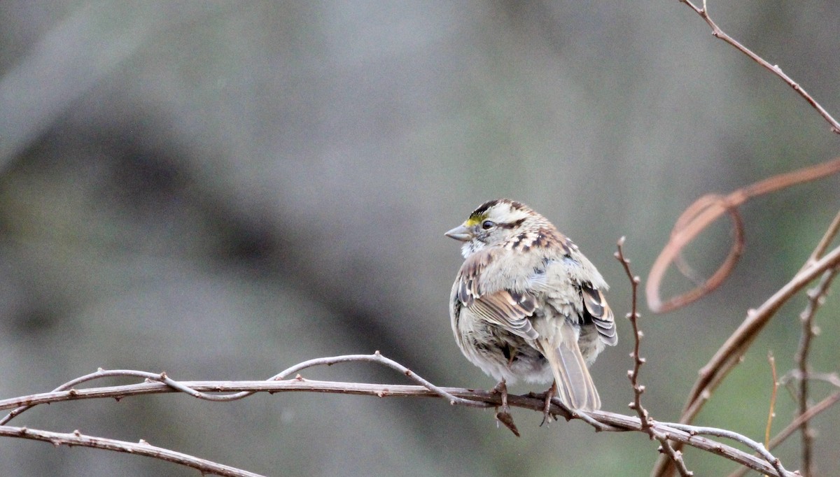 White-throated Sparrow - ML549105141