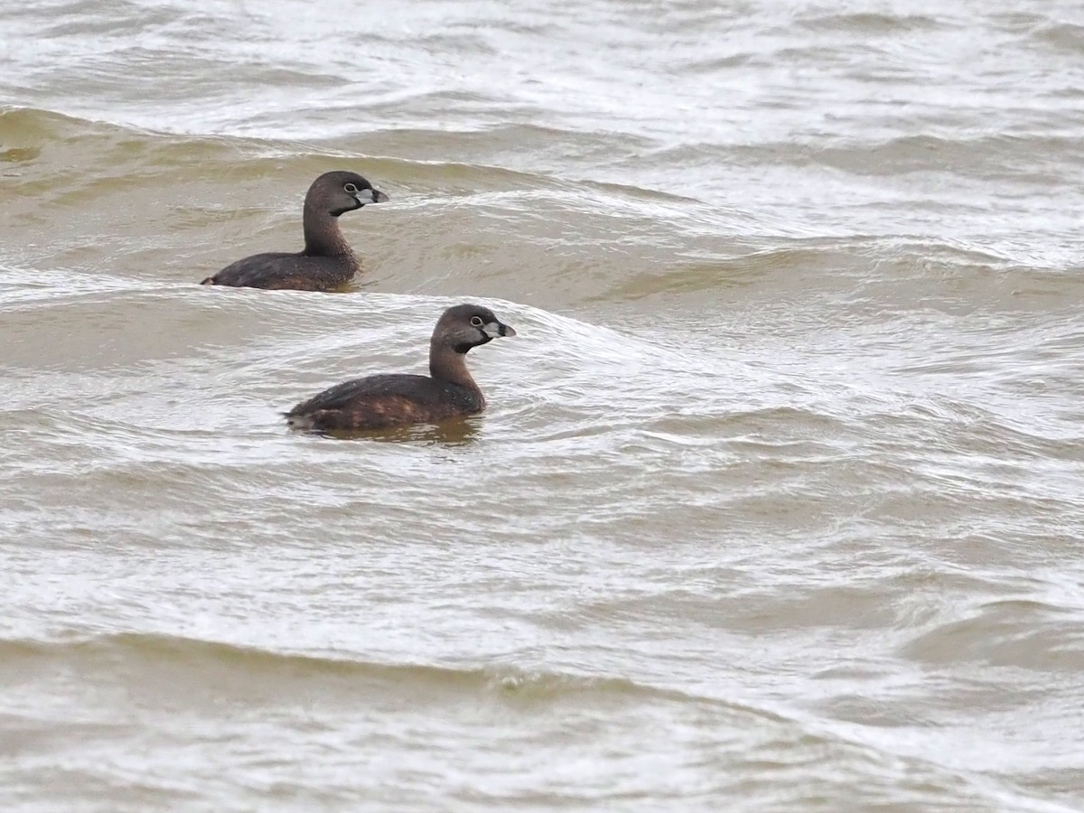 Pied-billed Grebe - ML549105921