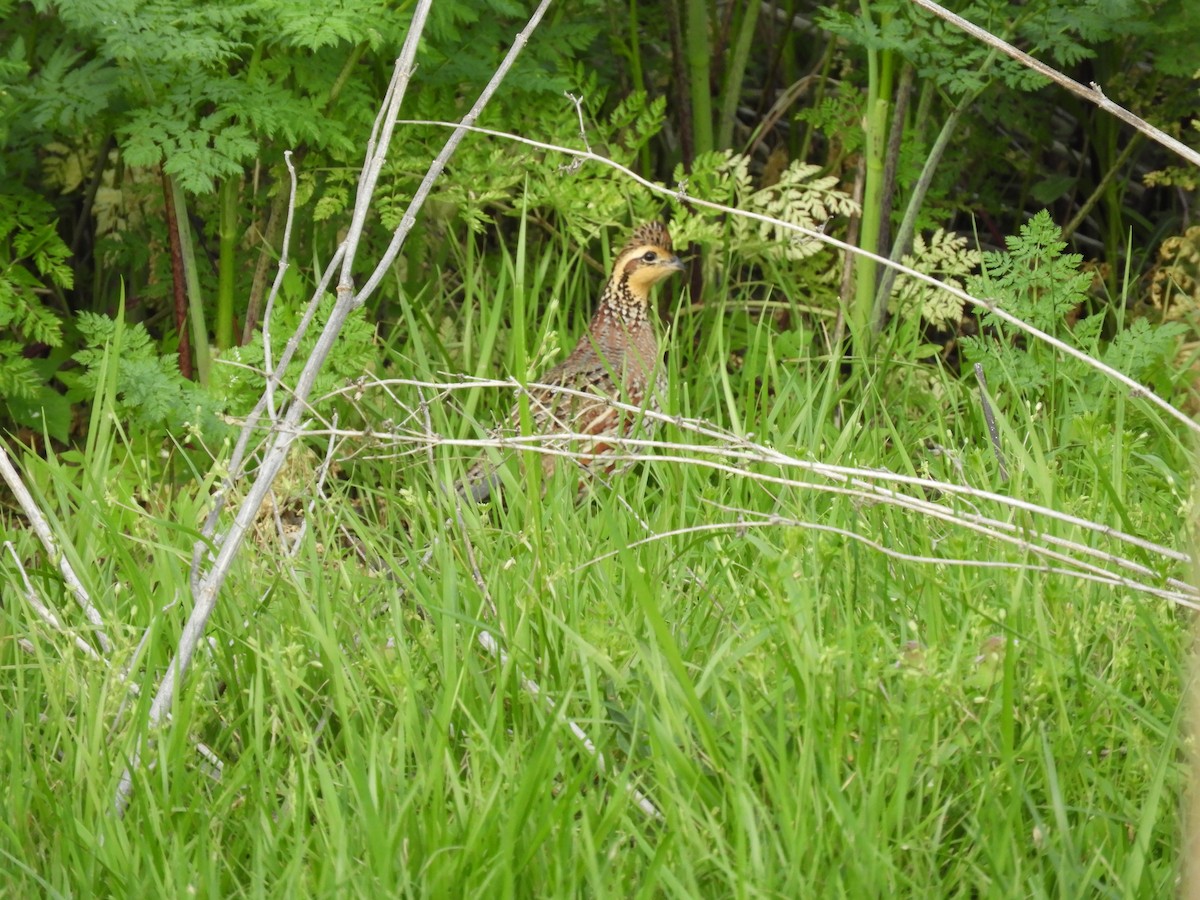 Northern Bobwhite - ML54910661