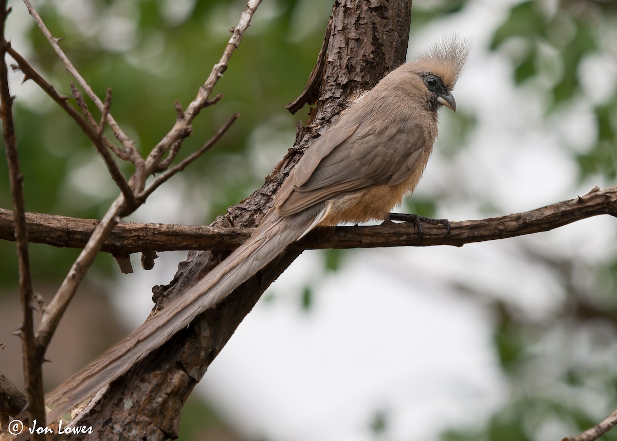 Speckled Mousebird - Jon Lowes