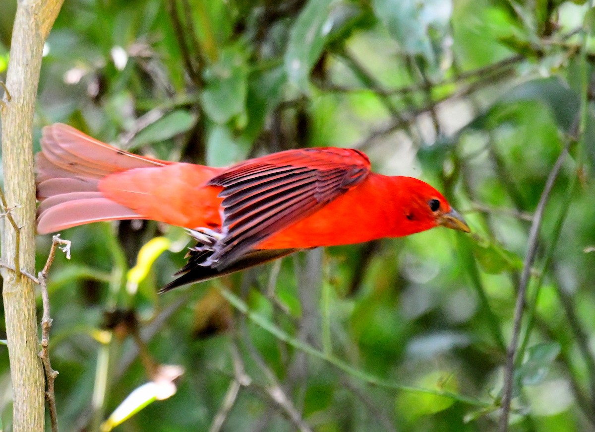 Summer Tanager - ML549106841