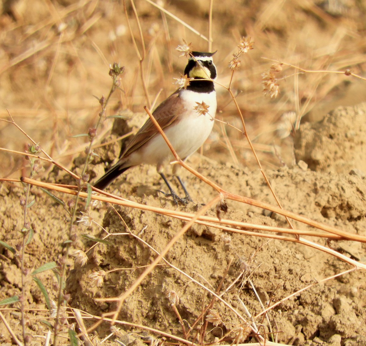 Horned Lark (Mexican) - ML549107061