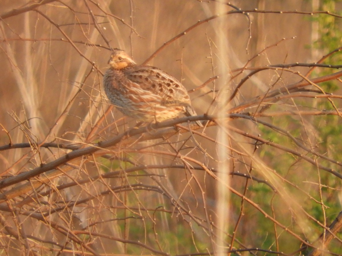 Northern Bobwhite - ML54910721