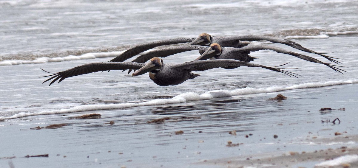 Brown Pelican - ML549109561