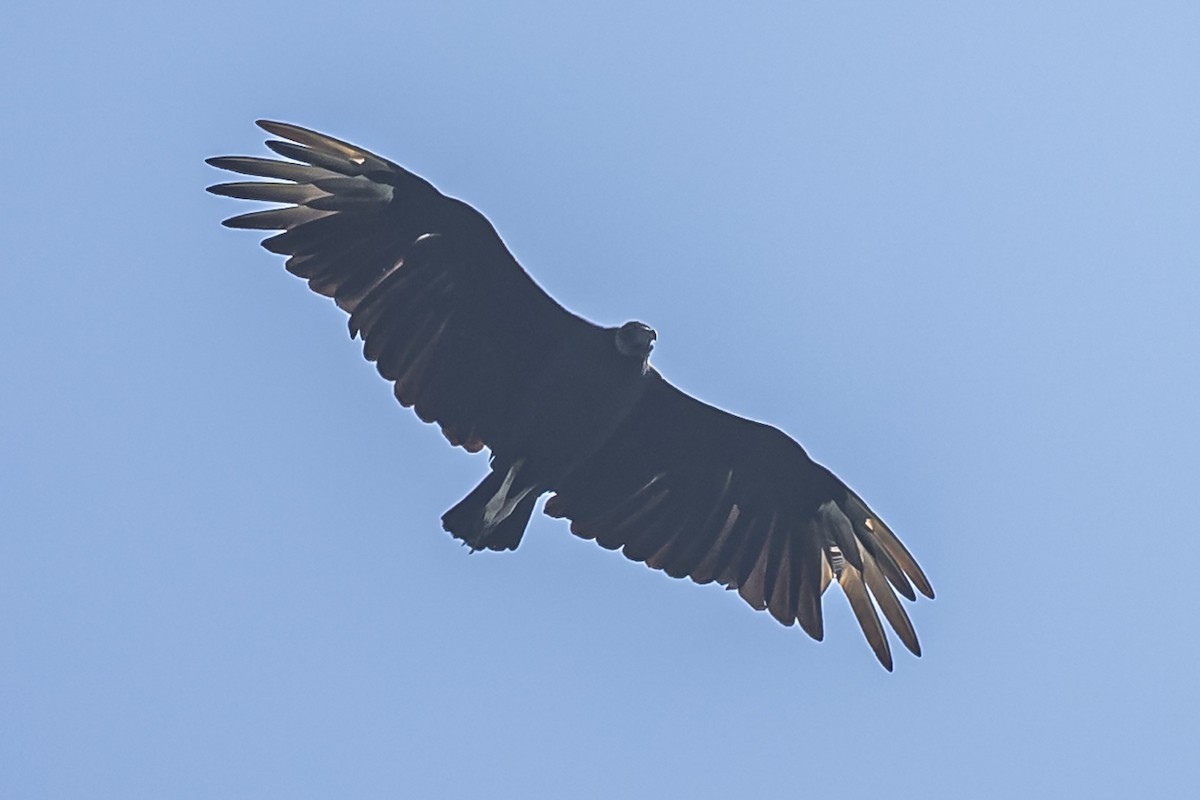 Black Vulture - ML549109901