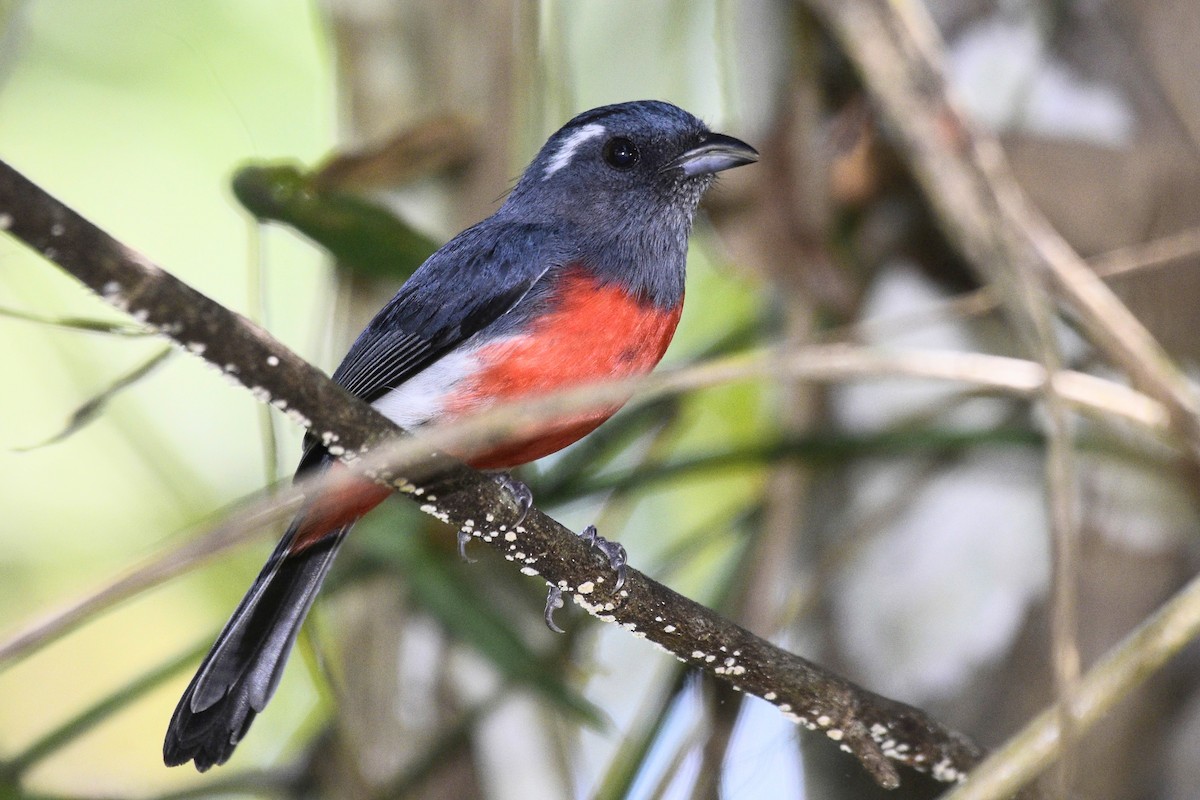 Gray-throated Chat - ML549109921