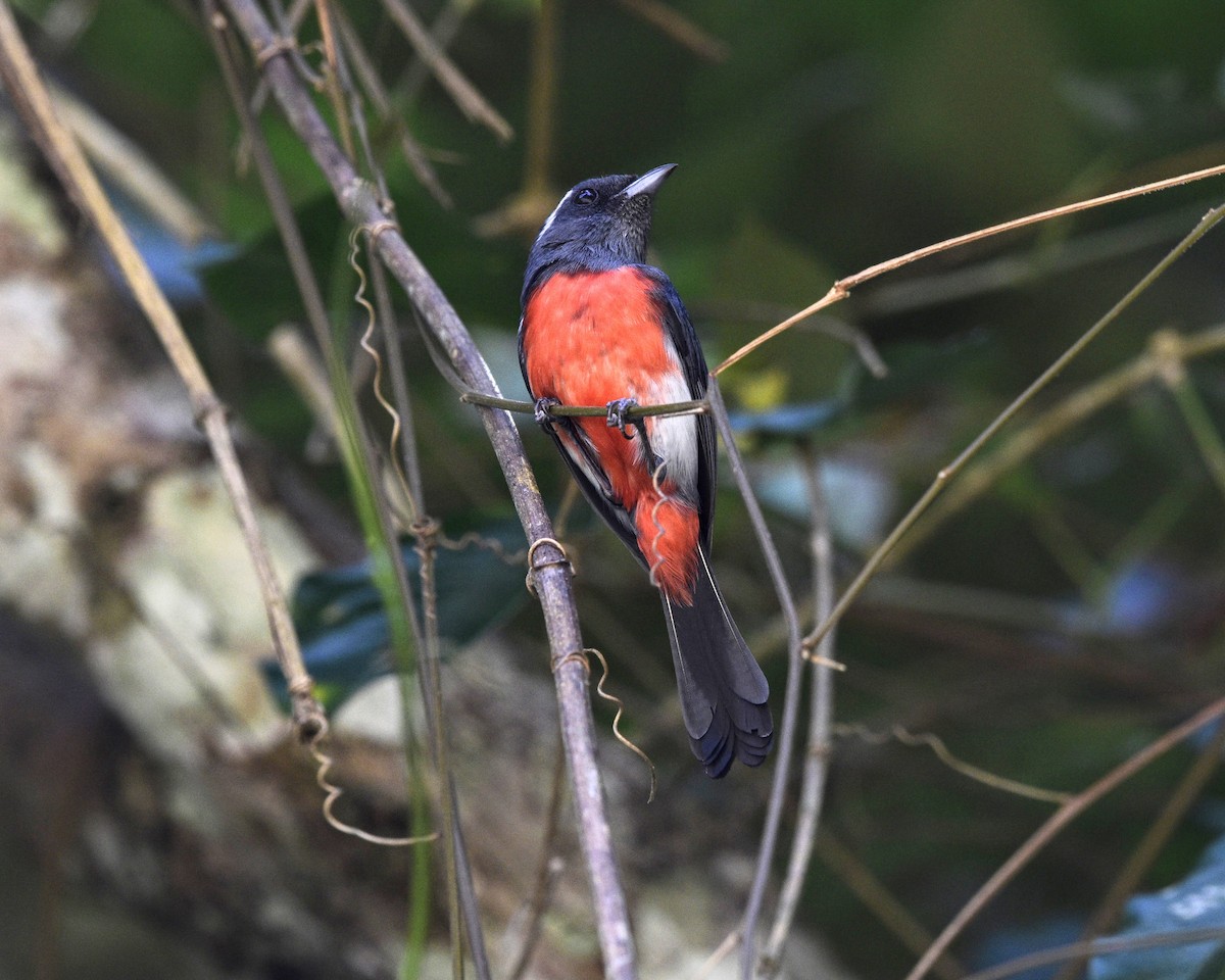 Gray-throated Chat - ML549109951
