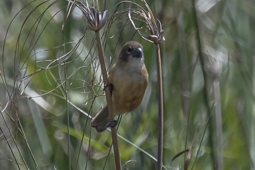 Rusty-collared Seedeater - ML549110381