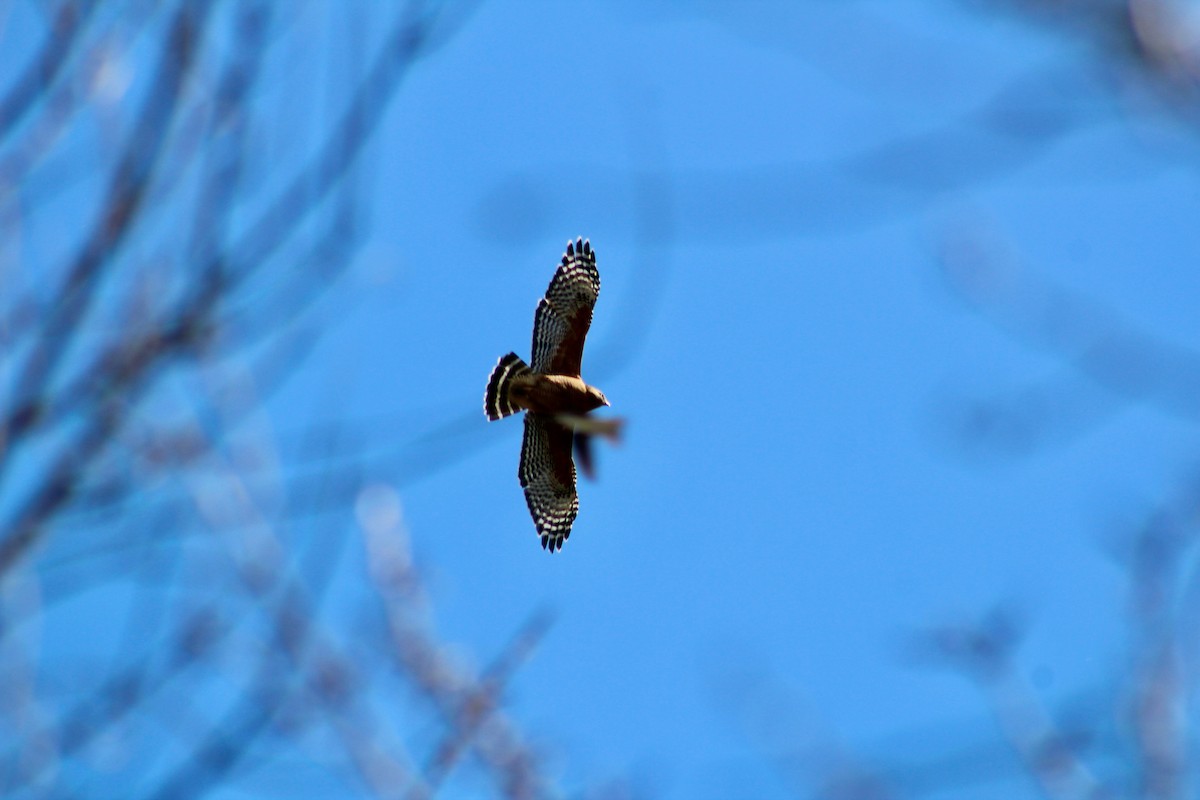 Red-shouldered Hawk - ML549110911