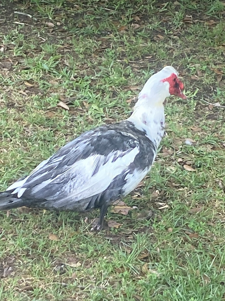 Muscovy Duck (Domestic type) - ML549111851