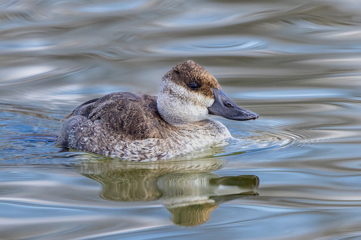 Ruddy Duck - ML549112011