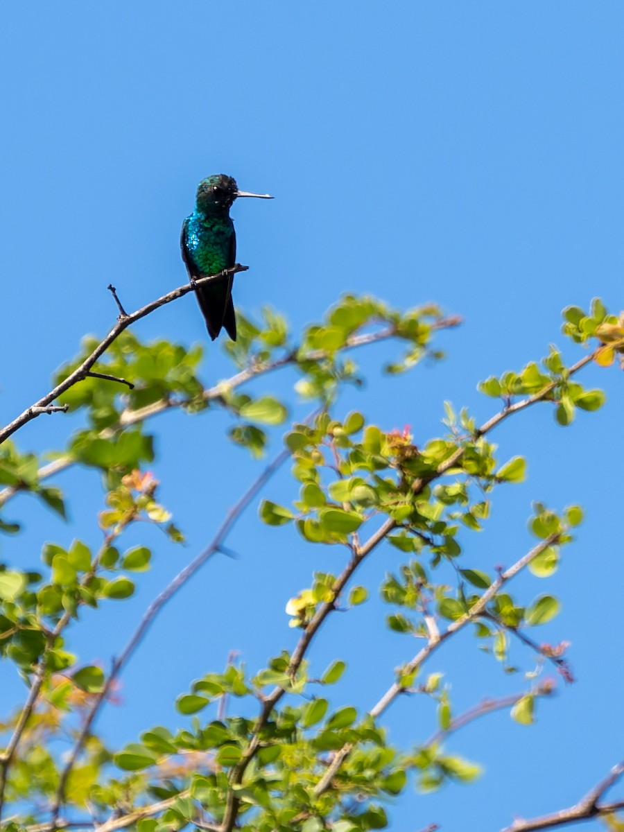 Shining-green Hummingbird - ML549113491