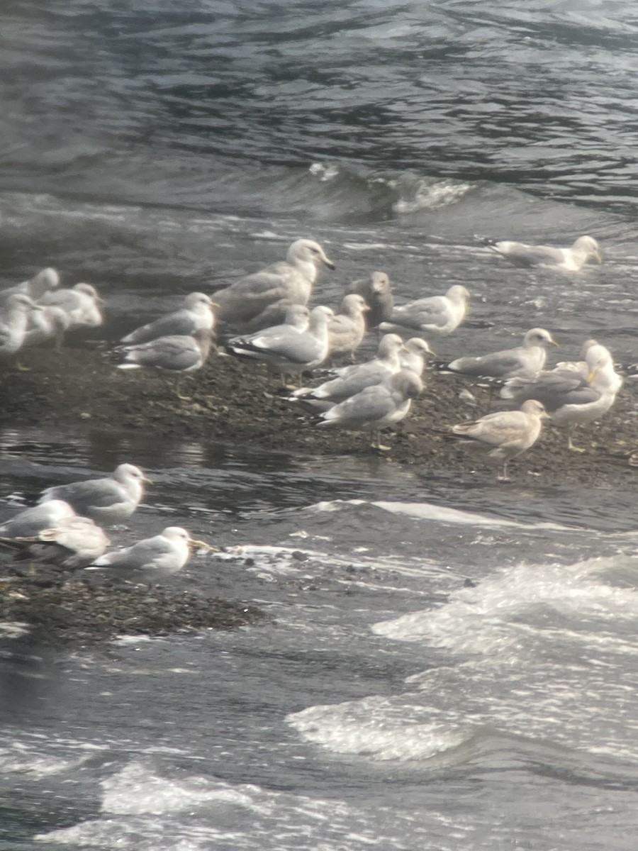 Larus sp. - ML549113611