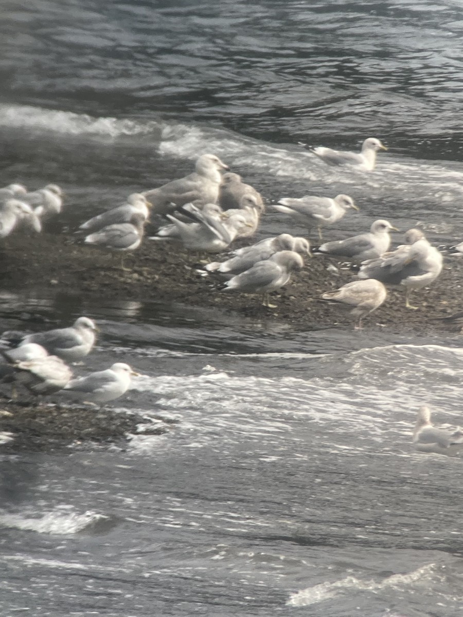 Larus sp. - ML549113621
