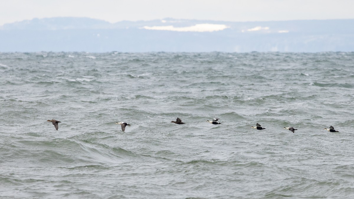 Common Eider - ML549114071