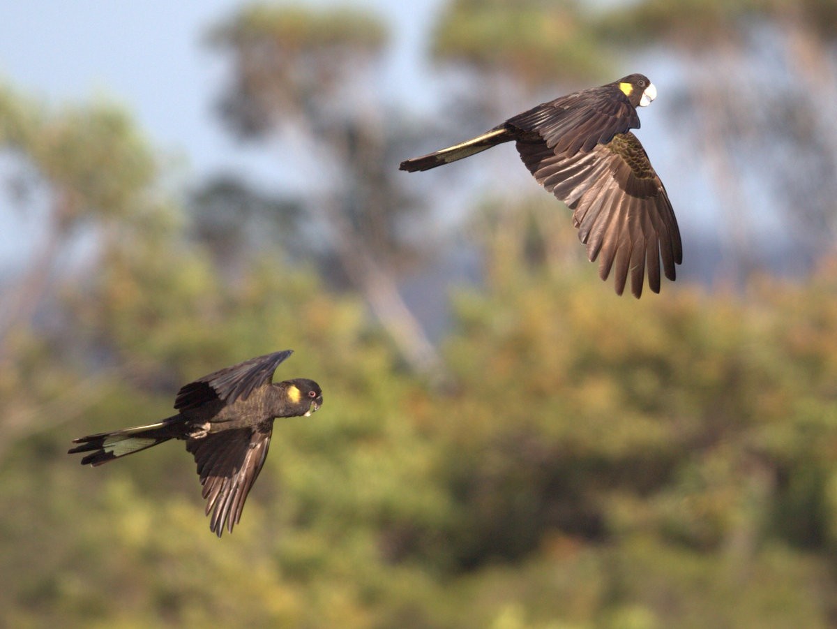 Yellow-tailed Black-Cockatoo - ML54911421